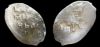 1 копейка Алексей Михайлович, КГ 1115, 1655-1663